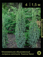 Изображение: можжевельник обыкновенный (juniperus communis) 'suecica nana'