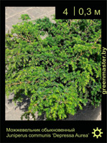 Изображение: можжевельник обыкновенный (juniperus communis)' depressa aurea'