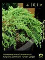 Изображение: можжевельник обыкновенный (juniperus communis) 'green carpet'