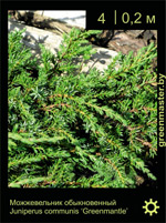 Изображение: можжевельник обыкновенный (juniperus communis)' greenmantle'