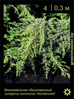 Изображение: можжевельник обыкновенный (juniperus communis) 'hornibrookii'
