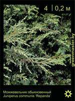 Изображение: можжевельник обыкновенный (juniperus communis)' repanda'