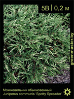 Изображение: можжевельник обыкновенный (juniperus communis)' spotty spreader'