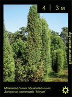 Изображение: можжевельник обыкновенный (juniperus communis)' meyer'