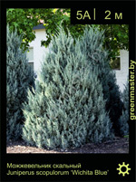 Изображение: можжевельник скальный (juniperus scopulorum) 'wichita blue'
