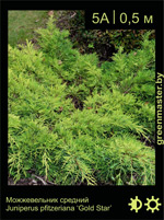 Изображение: можжевельник средний (juniperus pfitzeriana) 'gold star'