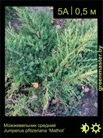 Изображение: можжевельник средний (juniperus pfitzeriana) 'mathot'