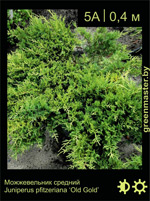 Изображение: можжевельник средний (juniperus pfitzeriana) 'old gold'