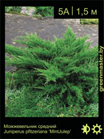 Изображение: можжевельник средний (juniperus pfitzeriana) 'mint julep'