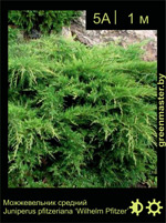 Изображение: можжевельник средний (juniperus pfitzeriana) 'wilhelm pfitzer'