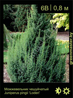 Изображение: можжевельник чешуйчатый (juniperus squamata) 'loderi'