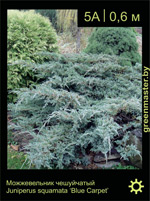 Изображение: можжевельник чешуйчатый (juniperus squamata) 'blue carpet'