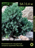 Изображение: можжевельник чешуйчатый (juniperus squamata) 'blue star'