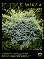 Изображение: можжевельник чешуйчатый (juniperus squamata) 'dream joy'