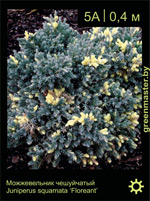Изображение: можжевельник чешуйчатый (juniperus squamata) 'floreant'