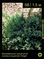 Изображение: можжевельник чешуйчатый (juniperus squamata) 'holger'