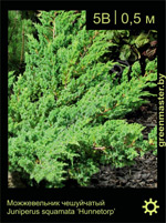 Изображение: можжевельник чешуйчатый (juniperus squamata) 'hunnetorp'