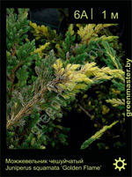 Изображение: можжевельник чешуйчатый (juniperus squamata) 'golden flame'