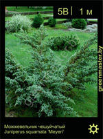 Изображение: можжевельник чешуйчатый (juniperus squamata) 'meyeri'