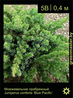 Изображение: можжевельник прибрежный (juniperus conferta)' blue pacific'