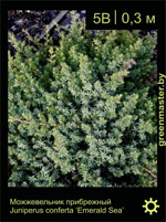 Изображение: можжевельник прибрежный (juniperus conferta)' emerald sea'