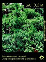 Изображение: можжевельник лежачий (juniperus procumbens)' bonin isles'