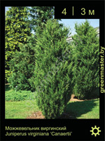 Изображение: можжевельник виргинский (juniperus virginiana)' canaertii'
