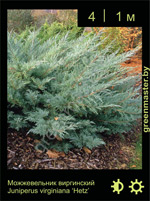 Изображение: можжевельник виргинский (juniperus virginiana)' hetz'
