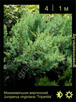 Изображение: можжевельник виргинский (juniperus virginiana)' tripartita'