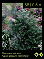Изображение: пихта корейская (abies koreana)' brevifolia'