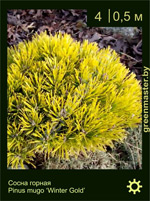 Изображение: сосна горная (pinus mugo)' winter gold'