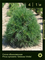 Изображение: сосна обыкновенная (pinus sylvestris) 'globosa viridis'