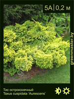 Изображение: тис остроконечный (taxus cuspidata)' aurescens'