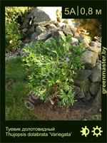 Изображение: туевик долотовидный (thujopsis dolabrata) 'variegata'