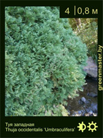 Изображение: туя западная (thuja occidentalis)' umbraculifera'