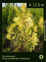 Изображение: туя западная (thuja occidentalis)' aurescens'