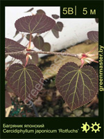 Изображение: багряник японский (cercidiphyllum japonicum) 'rotfuchs'
