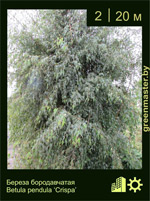 Изображение: береза бородавчатая (betula pendula) 'crispa'