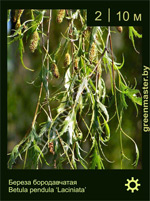 Изображение: береза бородавчатая (betula pendula) 'laсiniata'