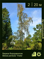 Изображение: береза бородавчатая (betula pendula)' tristis'