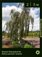 Изображение: береза бородавчатая (betula pendula) 'gracilis'