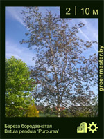 Изображение: береза бородавчатая (betula pendula)' purpurea'