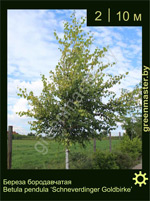 Изображение: береза бородавчатая (betula pendula) 'schneverdinger goldbirke'