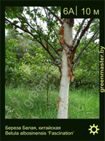 Изображение: береза белая китайская (betula albosinensis)' fascination'