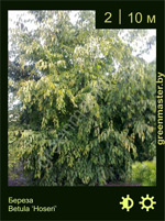 Изображение: береза гибридная (betula hybrida) 'hoseri'