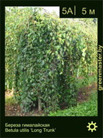 Изображение: береза полезная (betula utilis) 'long trunk'