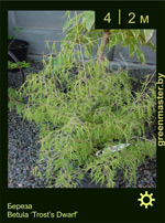 Изображение: береза гибридная (betula hybrida)' trost's dwarf'