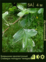 Изображение: боярышник однопестичный (crataegus monogyna) 'variegata'