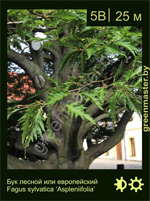 Изображение: бук лесной (fagus sylvatica)' aspleniifolia'