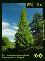Изображение: бук лесной (fagus sylvatica) 'dawyck'